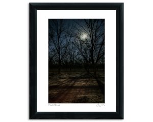 Moonlit Orchard