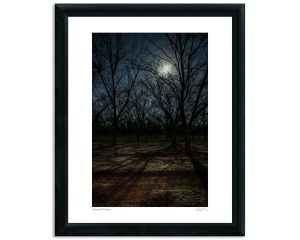 Moonlit Orchard