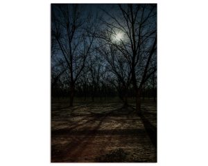 Moonlit Orchard