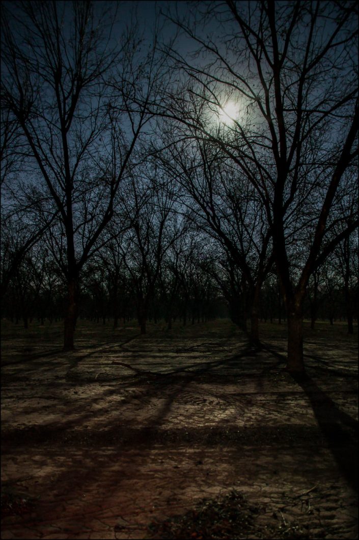"Moonlit Orchard" showcases a pecan orchard in La Union, New Mexico, illuminated by the soft glow of a full moon. The bare trees' silhouettes cast delicate shadows, creating a tranquil, dreamlike atmosphere.