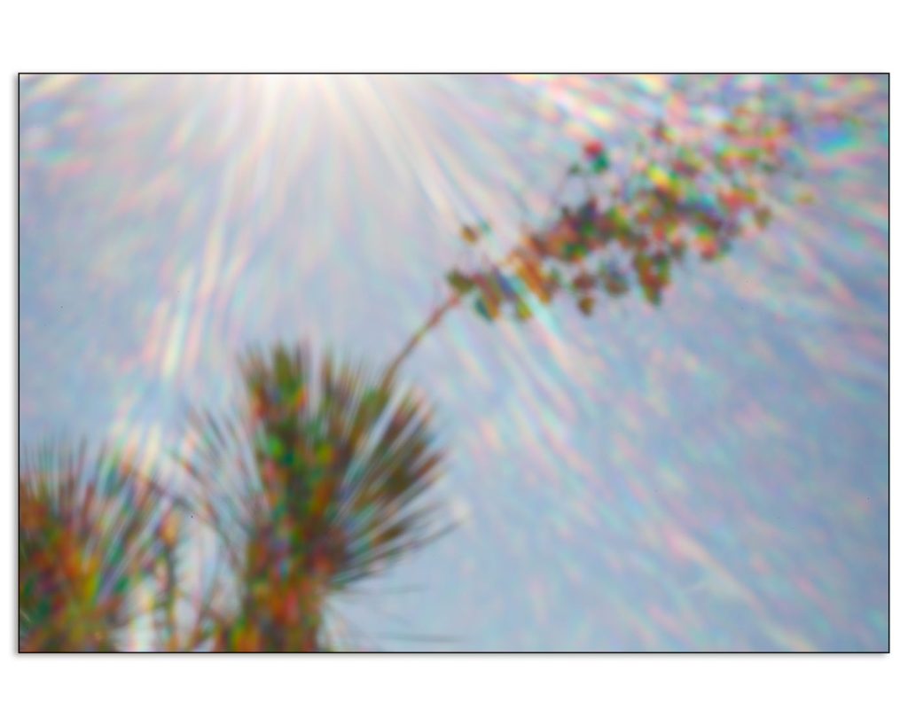Pinhole Yucca