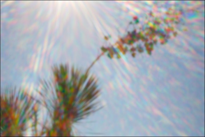 Features a yucca plant captured through a soft-focus pinhole lens, creating an ethereal quality that emphasizes light and form. Invites viewers to appreciate the plant's beauty in a new, emotional way, transforming the ordinary into something poetic.