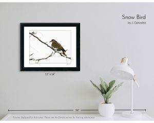 Snow Bird