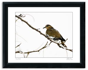 Snow Bird