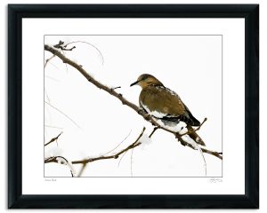 Snow Bird