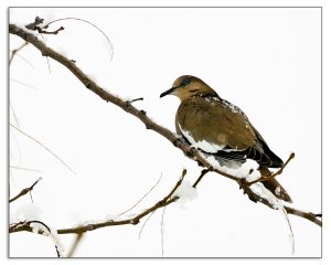 Snow Bird