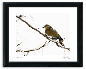 Snow Bird