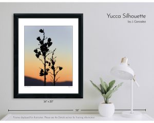 Yucca Silhouette