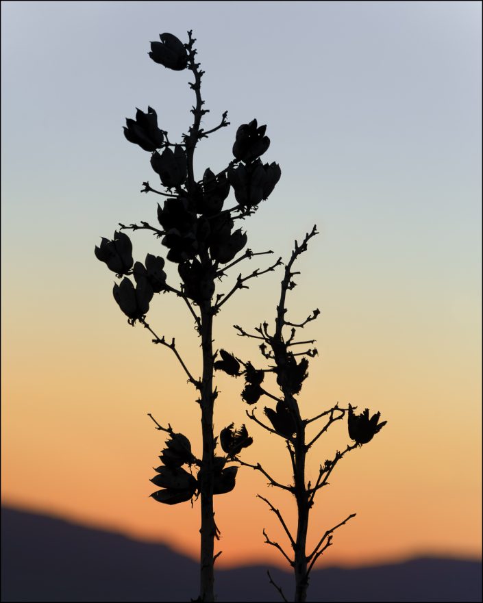 "Yucca Silhouette" captures the striking outline of a yucca plant against a vibrant gradient sunset sky. The sharp form of the yucca contrasts with the soft silhouette of the Franklin Mountains in the background, creating a serene and dramatic desert scene at twilight.