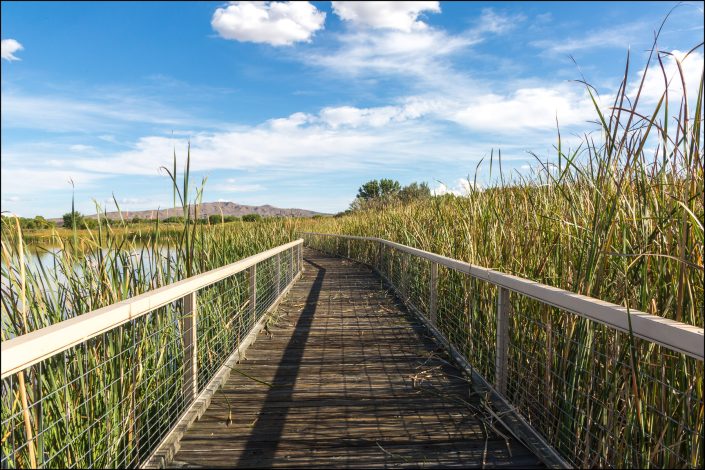 A weathered boardwalk at Bosque del Apache National Wildlife Refuge in New Mexico, surrounded by tall reeds and grasses, leads toward distant mountains under a wide sky, capturing the serene beauty and ecological richness of the landscape.