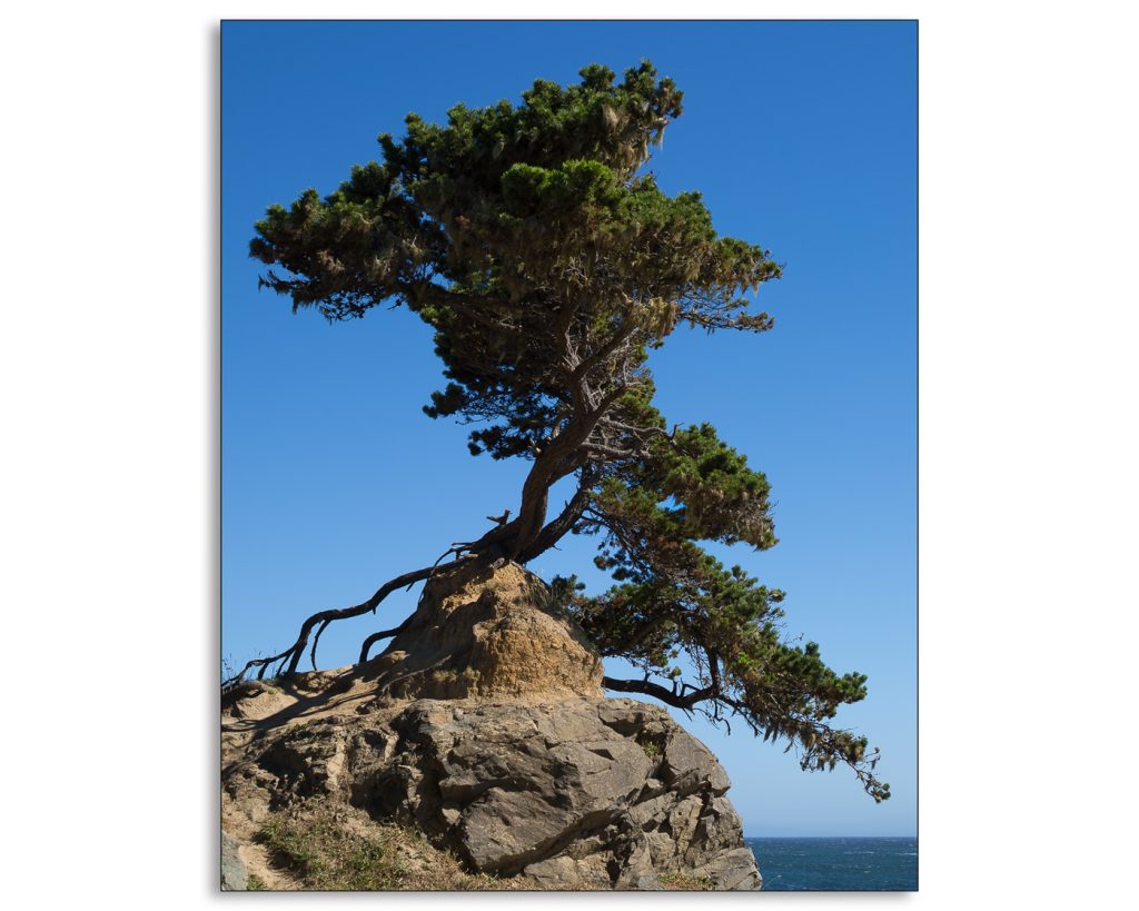 Bonsai