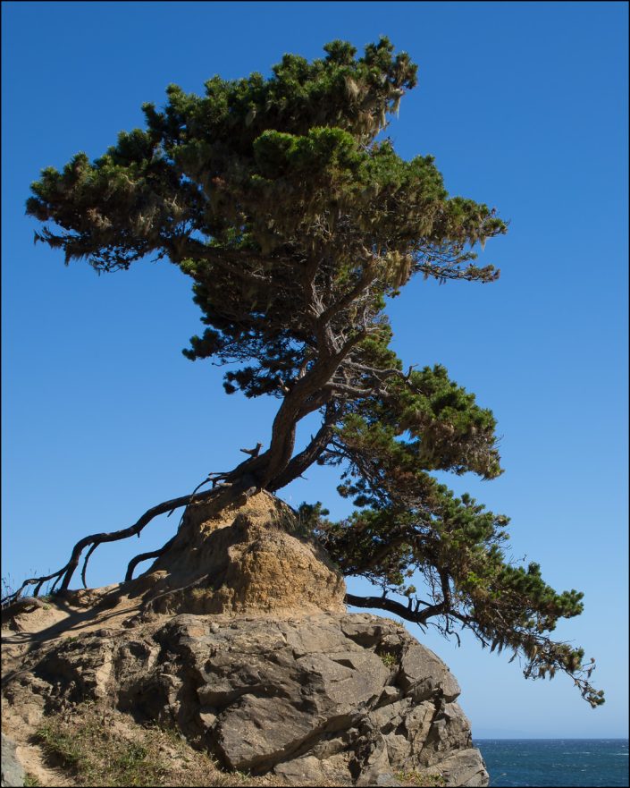 A solitary tree stands resilient atop a rugged rocky outcrop, framed by the vast Pacific Ocean and an endless sky, symbolizing resilience, harmony, and nature’s enduring strength.