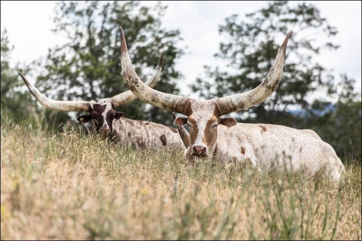Two longhorns resting in tall grass at Wildlife Safari in Oregon, with one featured prominently in the foreground, its massive, curved horns silhouetted against a soft natural backdrop. This serene image captures their quiet strength and beauty in a preserved grassland environment.