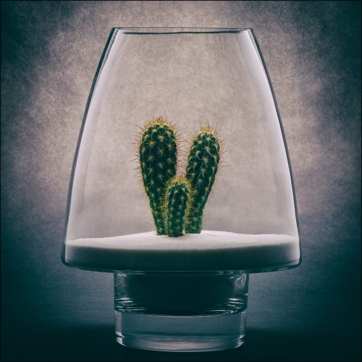 Minimalist still life of a cactus in white sand inside a clear glass vase, highlighting desert beauty and resilience with vintage tones and soft, sculptural lighting.