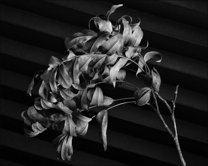 Black-and-white photo of a dried pecan branch with curled leaves and seed pods, featured in the Mapplethorpe Reimagined series. High-contrast lighting reveals fine leaf textures against a backdrop of geometric shadows, blending organic detail with minimalist design.