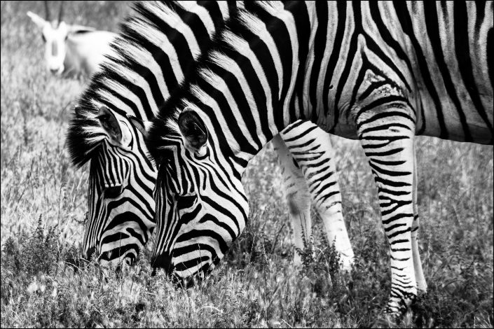 "Seeing Double" is a black and white photo of two zebras grazing at the Wildlife Safari in Oregon, showcasing their bold stripes and intricate patterns against a blurred background, with a distant animal silhouette adding depth.