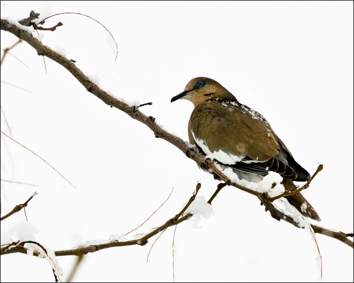 West Peruvian Dove perched on a snow-covered branch, with soft brown plumage and white wing markings, surrounded by snowflakes. A peaceful winter scene highlighting nature's calm and resilience.