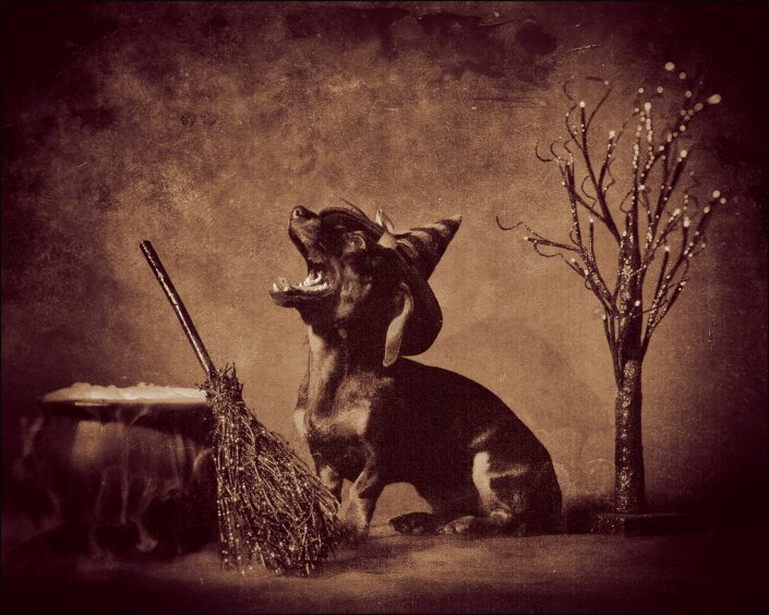 Sepia-toned image of Gala, a dachshund in a witch’s hat, mid-yawn beside a cauldron, broom, and sparse tree. This whimsical, vintage-style portrait blends humor and fantasy, capturing the magic of an unguarded moment.