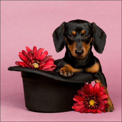 Portrait of a black-and-tan dachshund sitting in a black top hat, surrounded by red flowers against a soft pink background. The dog gazes playfully at the camera, blending elegance and whimsy in a vibrant, storybook-inspired setting.